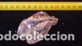 Coleccionismo de moluscos: CONCHA MARINA DE 7, 6X4, 5 - Foto 1