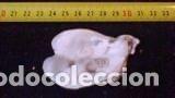 Coleccionismo de moluscos: CONCHA MARINA DE 7, 6X4, 5 - Foto 2
