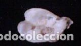 Coleccionismo de moluscos: CONCHA MARINA DE 7, 6X4, 5 - Foto 3
