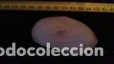 Coleccionismo de moluscos: CONCHA MARINA 6, 7X4 CM - Foto 1