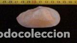 Coleccionismo de moluscos: CONCHA MARINA 6, 7X4 CM - Foto 2