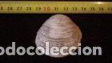 Coleccionismo de moluscos: CONCHA MARINA 5 X 4, 5X2 CM- - Foto 1