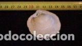 Coleccionismo de moluscos: CONCHA MARINA 5 X 4, 5X2 CM- - Foto 2