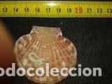 Coleccionismo de moluscos: concha marina de 5, 5x5cm - Foto 1