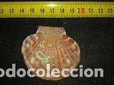 Coleccionismo de moluscos: concha marina de 5, 5x5cm - Foto 2