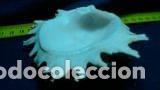 Coleccionismo de moluscos: concha marina 7, 9x10cm - Foto 2