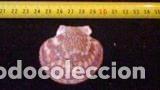 Coleccionismo de moluscos: concha marina 5, 5x5, 2 - Foto 1