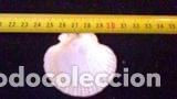 Coleccionismo de moluscos: concha marina 5, 5x5, 2 - Foto 2