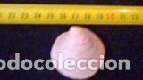 Coleccionismo de moluscos: PAREJA de conchas marinas 4x4, 2cm - Foto 1