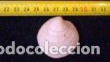Coleccionismo de moluscos: PAREJA de conchas marinas 4x4, 2cm - Foto 2