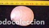 Coleccionismo de moluscos: PAREJA de conchas marinas 4x4, 2cm - Foto 3