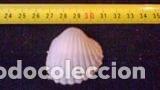 Coleccionismo de moluscos: concha marina 4, 1x4x2 cm - Foto 1