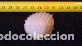 Coleccionismo de moluscos: concha marina 4, 1x4x2 cm - Foto 2