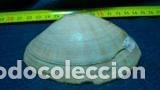 Coleccionismo de moluscos: concha marina 9, 5x7 cm - Foto 1