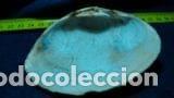 Coleccionismo de moluscos: concha marina 9, 5x7 cm - Foto 2