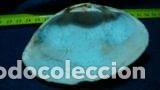 Coleccionismo de moluscos: concha marina 9, 5x7 cm - Foto 3
