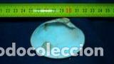 Coleccionismo de moluscos: concha marina 6, 6x5cm - Foto 2