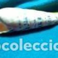 Coleccionismo de moluscos: CARACOLA MARINA DE 15, 7X3, 7 CM