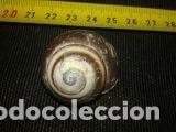 Coleccionismo de moluscos: caracola 3, 5x2, 5 - Foto 1
