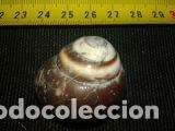 Coleccionismo de moluscos: caracola 3, 5x2, 5 - Foto 2