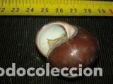 Coleccionismo de moluscos: caracola 3, 5x2, 5 - Foto 3