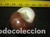 Coleccionismo de moluscos: caracola 3, 5x2, 5 - Foto 4
