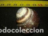 Coleccionismo de moluscos: caracola 3, 5x2, 5 - Foto 5