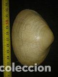 Coleccionismo de moluscos: concha de 9x7 cm - Foto 3
