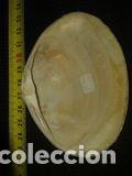 Coleccionismo de moluscos: concha de 9x7 cm - Foto 4