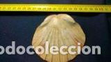 Coleccionismo de moluscos: concha marina de 10x9 cm - Foto 1