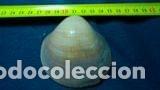 Coleccionismo de moluscos: concha marina 7, 8 x 8 cm - Foto 1