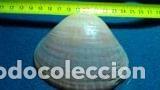 Coleccionismo de moluscos: concha marina 7, 8 x 8 cm - Foto 3