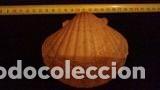 Coleccionismo de moluscos: concha marina de 13x11cm - Foto 1