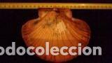 Coleccionismo de moluscos: concha marina de 13x11cm - Foto 2