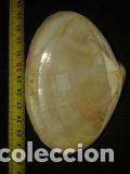 Coleccionismo de moluscos: concha de 60x55 cm - Foto 2