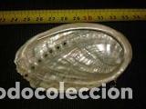 Coleccionismo de moluscos: concha marina 8 x 5 cm - Foto 1