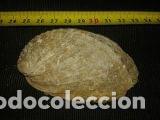 Coleccionismo de moluscos: concha marina 8 x 5 cm - Foto 2