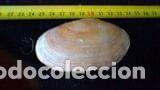 Coleccionismo de moluscos: concha marina de 8, 5 x 5 cm - Foto 1