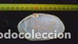 Coleccionismo de moluscos: concha marina de 8, 5 x 5 cm - Foto 2