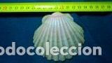 Coleccionismo de moluscos: concha marina 9x8 cm - Foto 1