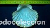 Coleccionismo de moluscos: concha marina 9x8 cm - Foto 2