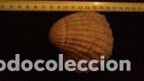 Coleccionismo de moluscos: concha marina 8, x8x3 cm - Foto 1