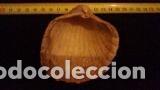 Coleccionismo de moluscos: concha marina 8, x8x3 cm - Foto 2