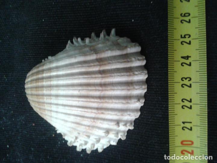 Coleccionismo de moluscos: concha marina 7x6,5x3cm - Foto 1