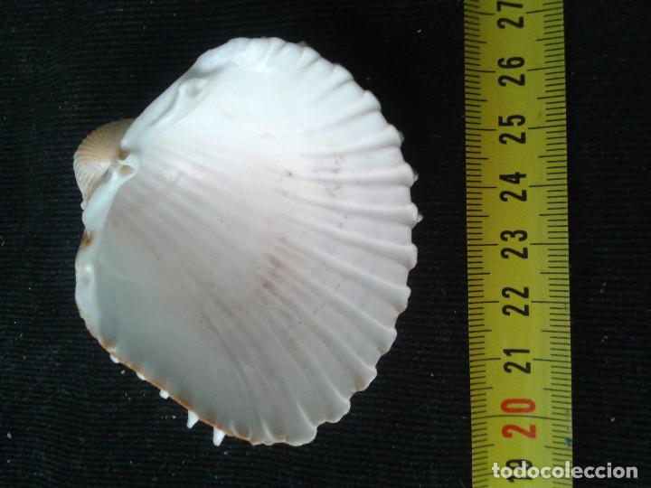Coleccionismo de moluscos: concha marina 7x6,5x3cm - Foto 2
