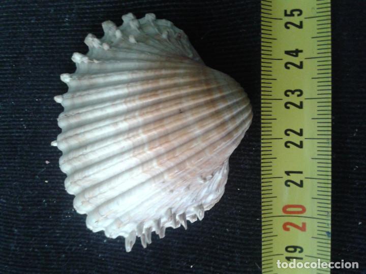 Coleccionismo de moluscos: concha marina 7x6,5x3cm - Foto 3