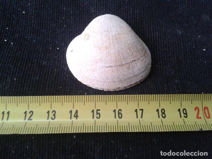 Coleccionismo de moluscos: concha marina de 4,5x4x2cm - Foto 1