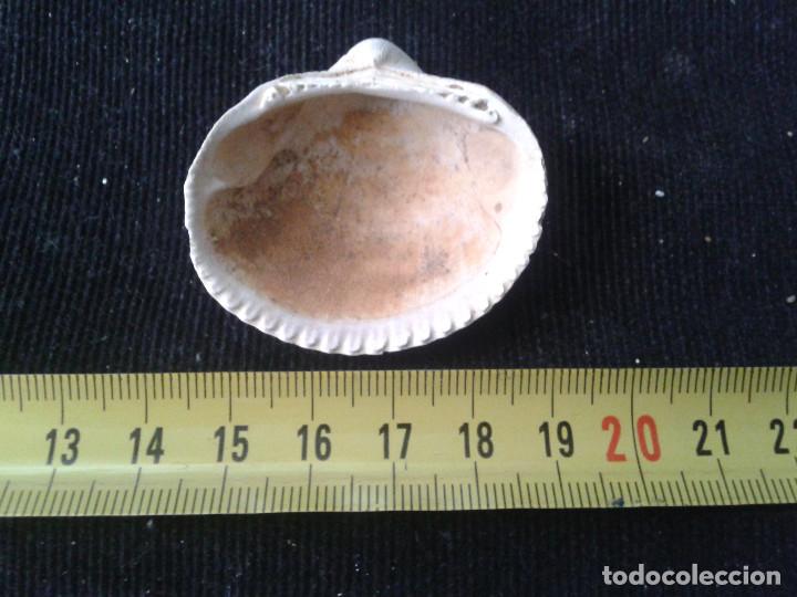 Coleccionismo de moluscos: concha marina de 4,5x4x2cm - Foto 2