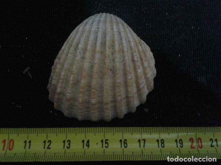 Coleccionismo de moluscos: concha marina 7x6,5x2,5cm - Foto 1