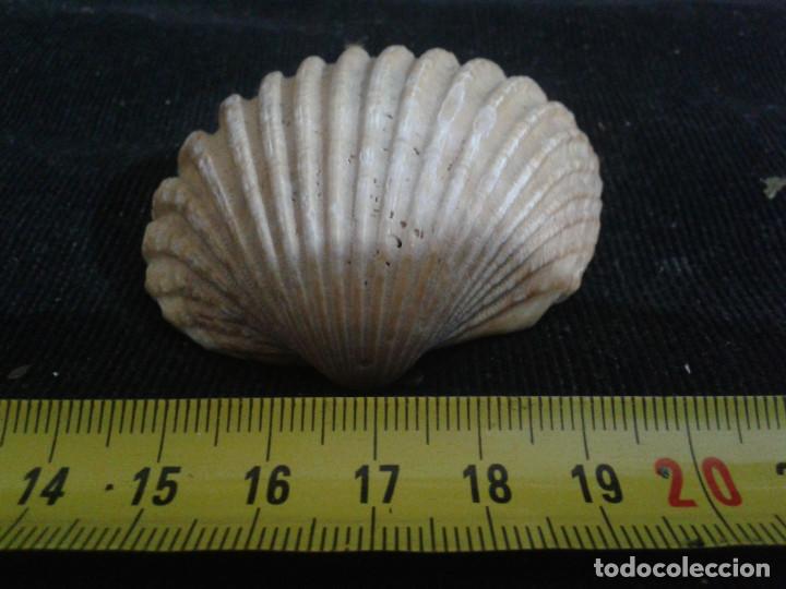 Coleccionismo de moluscos: concha marina 7x6,5x2,5cm - Foto 2